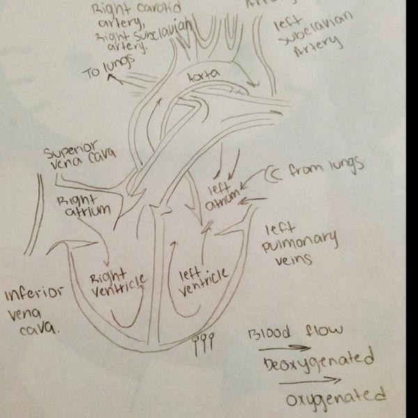 Cardiovascular system - Pre- Med 2014